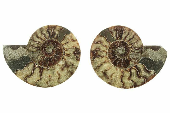 Cut & Polished, Agatized Ammonite Fossil - Madagascar #223207